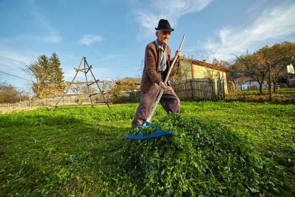 Jordbrukaren samla gräs att utfodra djur — Stockfoto