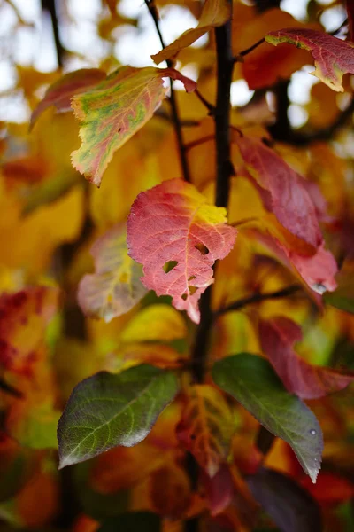 Colorful apple tree leaves — Stock Photo, Image