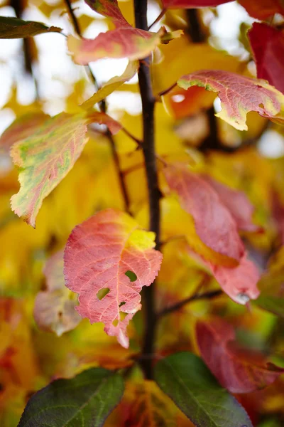 Foglie di melo colorate — Foto Stock