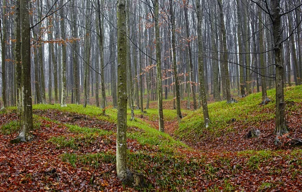 Foresta decidua e foglie cadute — Foto Stock