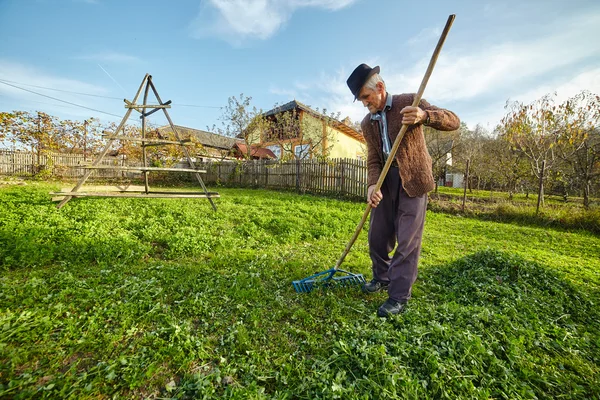 Farmer összegyűjtése a fű a takarmány az állatok Stock Kép