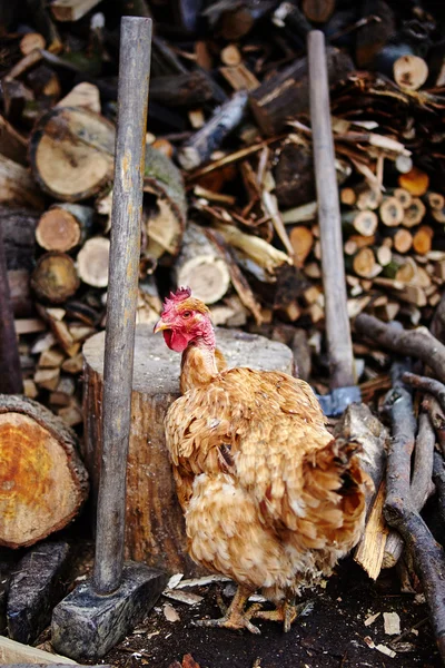 Frango perto de pilha de lenha Imagens De Bancos De Imagens Sem Royalties