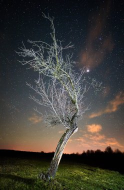 ağaç ile gece manzarası