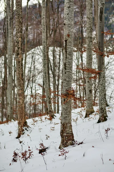 Snowy beech forest — Stock Photo, Image