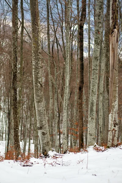 Snowy beech forest — Stock Photo, Image