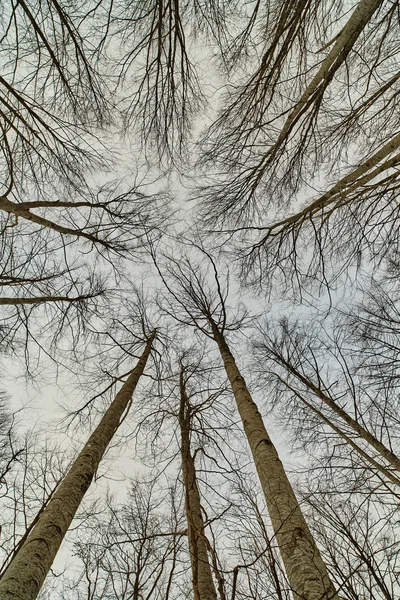 Mirando en el bosque — Foto de Stock