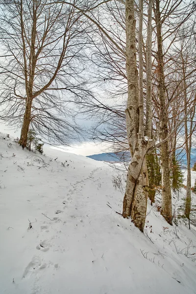 Floresta de faia nevada — Fotografia de Stock