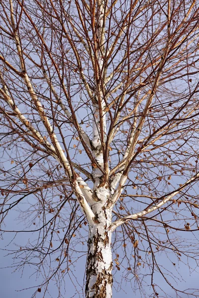 Дерева безплідні берези — стокове фото