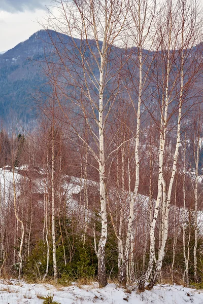 Birch trees on mountain — Stock Photo, Image