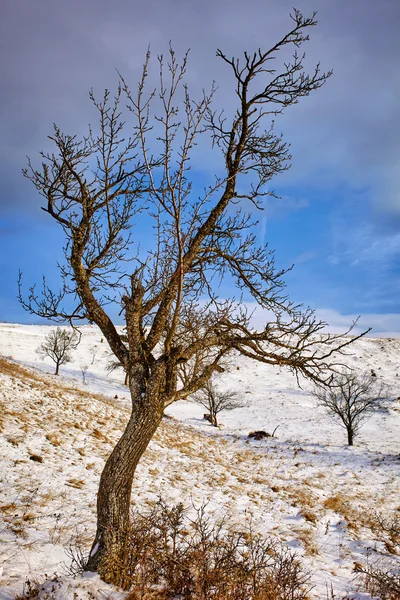 Huerto de ciruelos en invierno — Foto de Stock