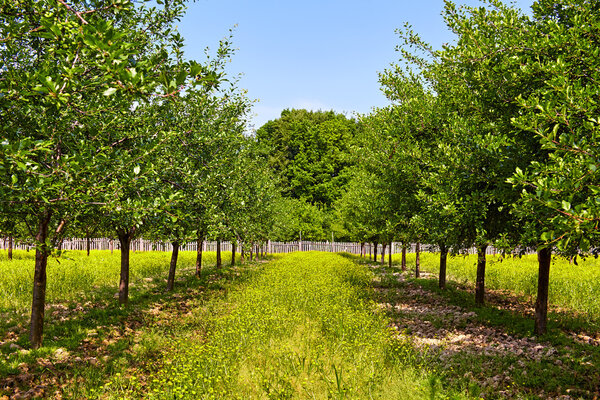 Orchard of plum trees