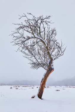 Lonely tree on snowy field clipart