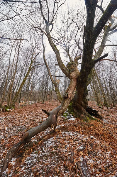 Paisaje otoñal en el bosque —  Fotos de Stock