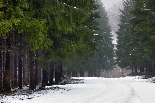 Zasněžená cesta v lese — Stock fotografie