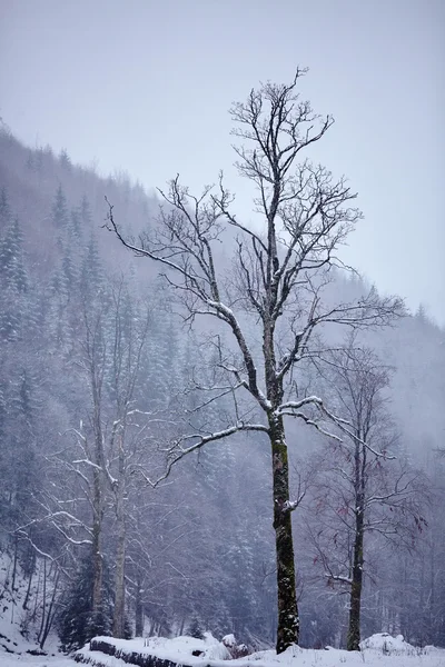 Paisaje invernal con árbol aislado — Foto de Stock