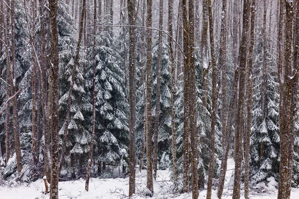 Paisaje invierno — Foto de Stock