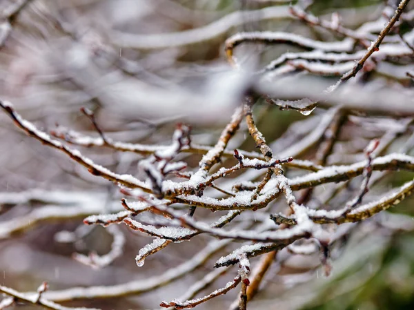 Icy branch on forest background — Stock Photo, Image