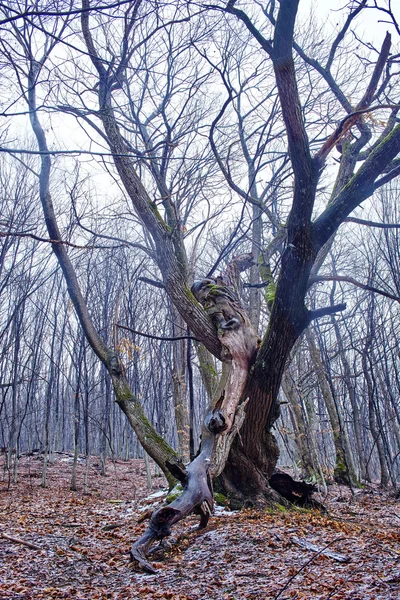 Höst landskap i skogen — Stockfoto