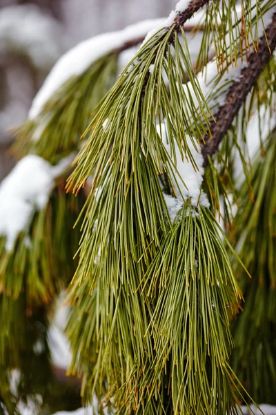 Frozen pine branch — Stock Photo, Image