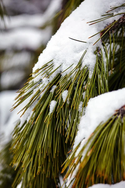 Frozen pine branch — Stock Photo, Image