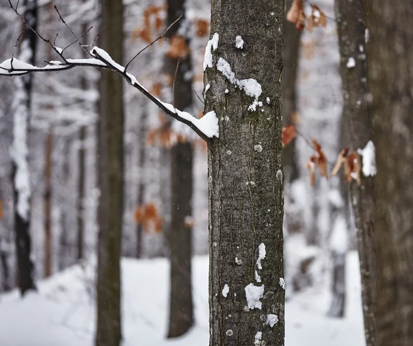 Tronco de árvore no inverno — Fotografia de Stock