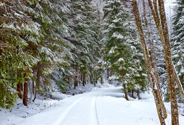 Ormanda karlı bir yol — Stok fotoğraf