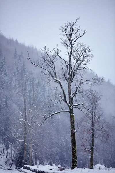 Vinterlandskap med isolerade träd Royaltyfria Stockbilder