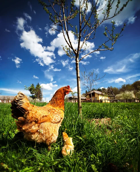 Mère poulet avec des poussins bébé — Photo