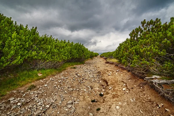 Dirt road through dwarf pines — Stock Photo, Image