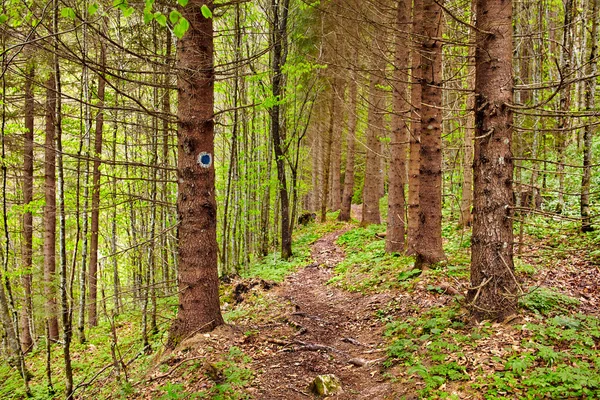 Wandelpad door een dennenbos — Stockfoto