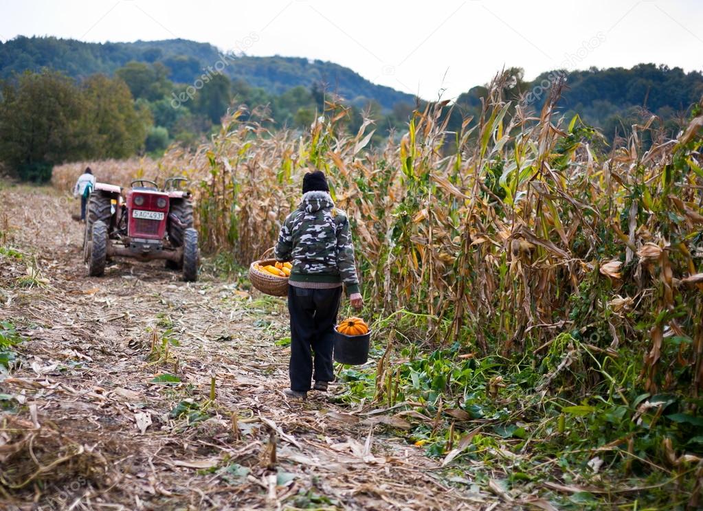 Old man harvesting corn