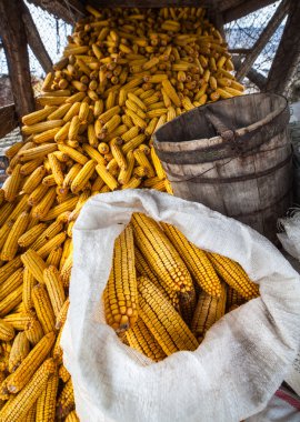 Mısır koçanı ahır