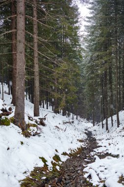 Kış manzara nehir orman ile
