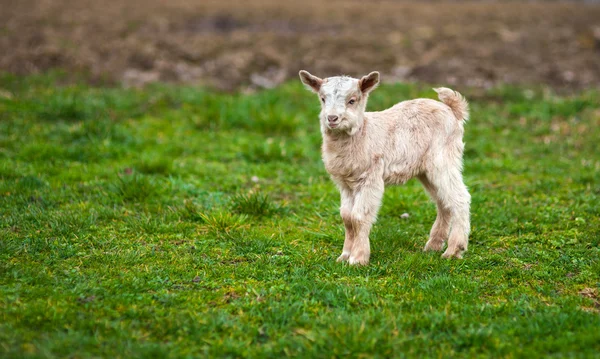 Cabra bebê em um prado — Fotografia de Stock