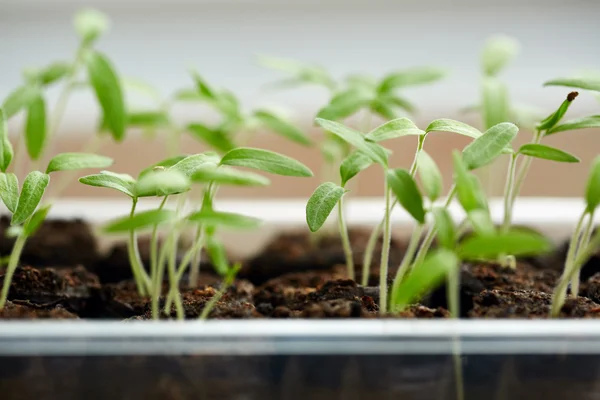 Plantes pour bébés dans un plateau de pépinière — Photo