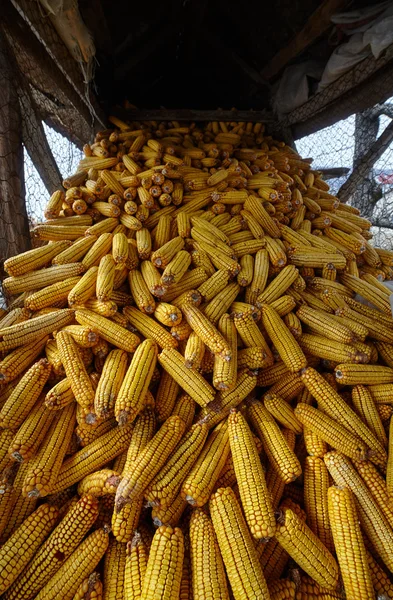 Celeiro de espigas de milho — Fotografia de Stock