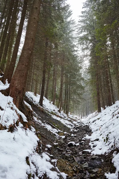 Paisaje invernal con el río en el bosque —  Fotos de Stock