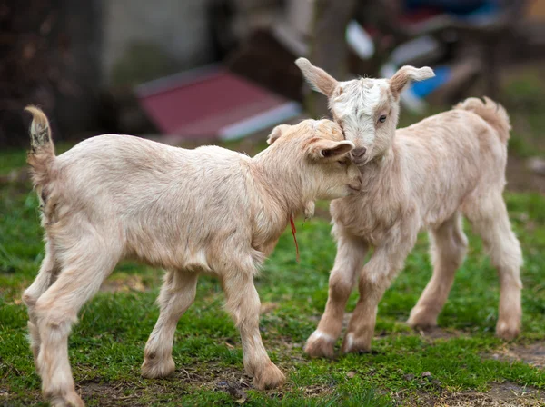 Cute baby goats Stock Image