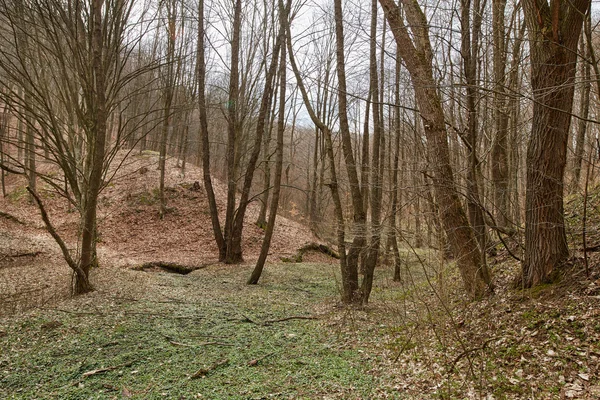 Barren bos en dode bladeren na winter — Stockfoto