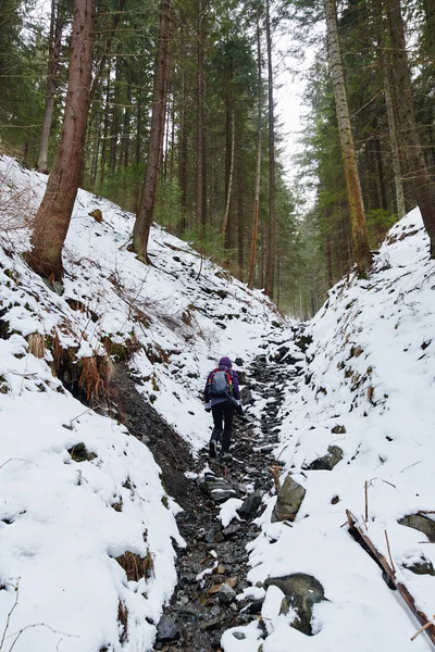 Paisaje de montaña con bosques de pinos en invierno —  Fotos de Stock