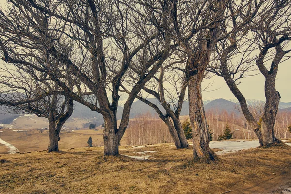 Grupo de árvores de chifres — Fotografia de Stock
