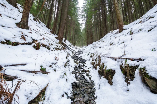 Paisaje de montaña con bosques de pinos en invierno —  Fotos de Stock