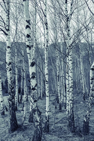 Jovem floresta de bétula na primavera — Fotografia de Stock