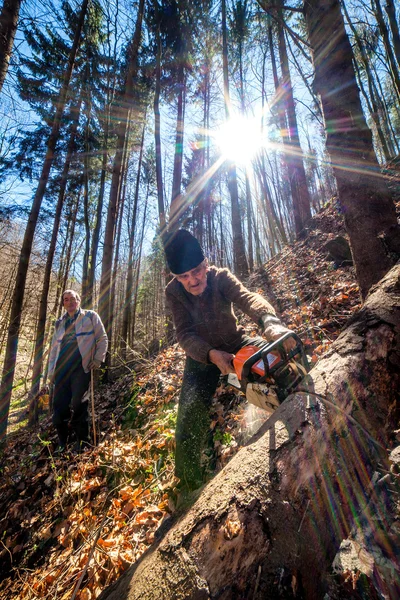 Senior lumberjacks cutting trees — Stock Photo, Image