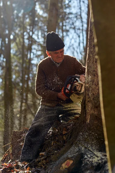 Gammal skogshuggare i arbetet med motorsåg — Stockfoto