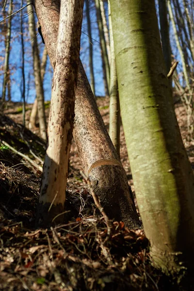 Árbol aserrado en un bosque — Foto de Stock
