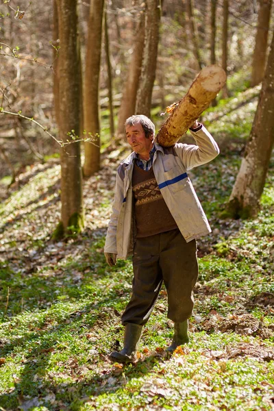 Senior skogshuggaren bär en logg på axeln — Stockfoto