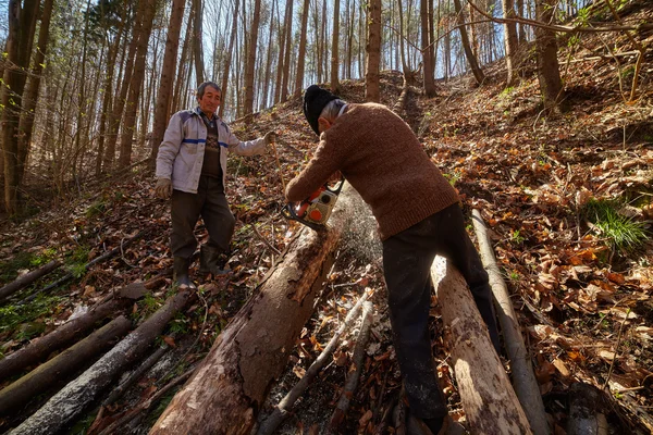 Senior lumberjacks cutting trees — Stock Photo, Image