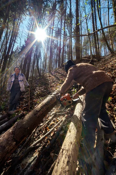 Taglio alberi da parte di taglialegna anziani — Foto Stock