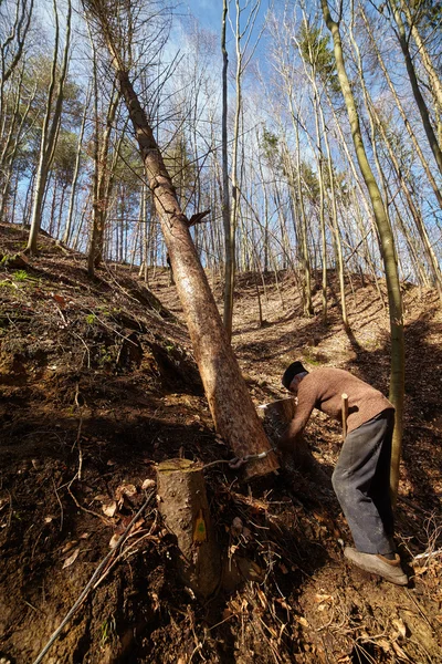 Senior woodcutter trying to take down a sawn tree — Stock Photo, Image